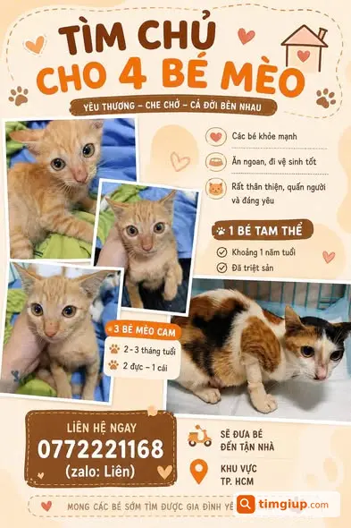 Mèo Cam, Tam Thể Tìm Chủ Mới Tại TP.HCM