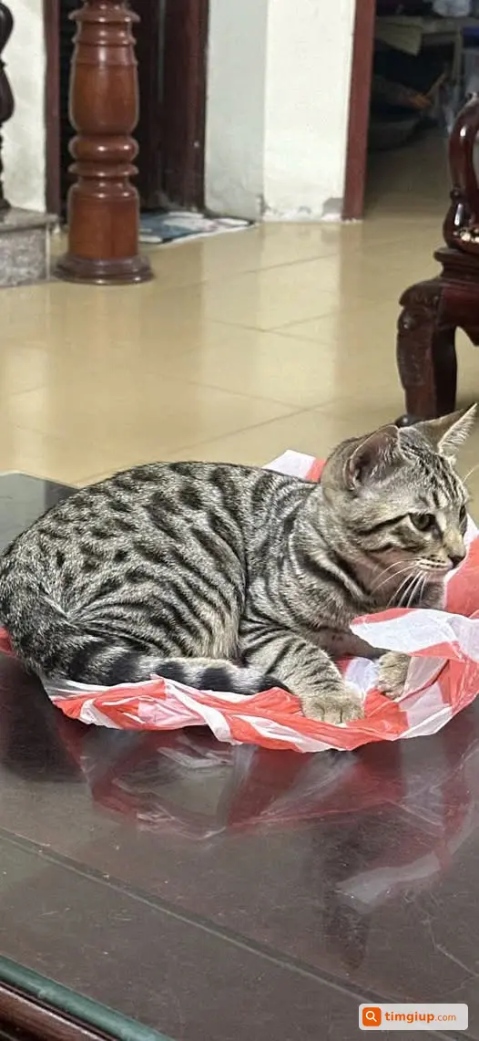 Mèo Thất Lạc Khu Vực Cầu Diễn, Hà Nội Tìm Người Thấy Báo Tin