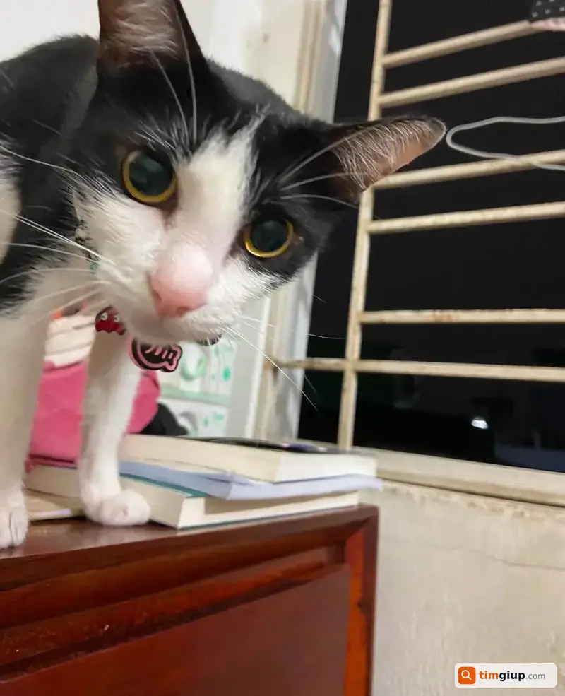 Tìm Mèo Ta Trắng Đen Tên Bò Thất Lạc Tại Quận 6, TP.HCM