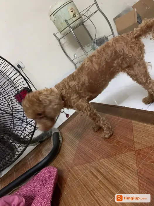Tìm Chó Thất Lạc Ngày 2-10, Mong Mọi Người Giúp Đỡ