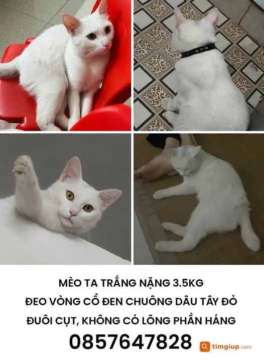 Mèo Đuôi Cụt Thất Lạc Tại Mễ Trì Hạ, Hà Nội