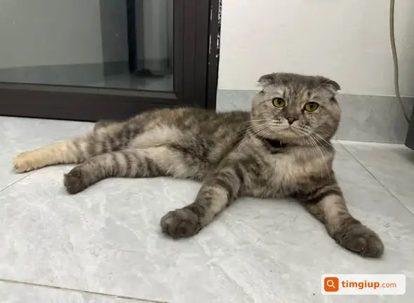 Mèo Nhà Bị Trộm Tại Cửu Cao Cũ, Hưng Yên Ngày 29-9