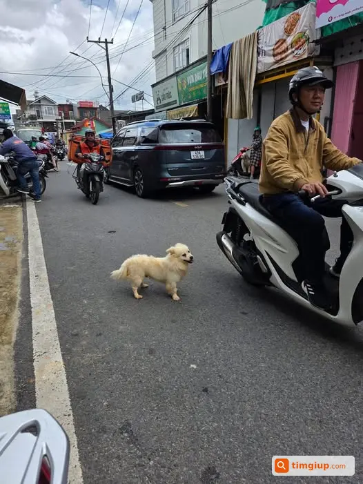 Tìm Thú Cưng Thất Lạc 5 Ngày Tại Khu Vực Kim Đồng, Cao Thắng
