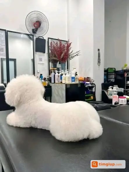 Poodle Trắng Tên Bull Thất Lạc Tại Ngọc Thụy, Hà Nội