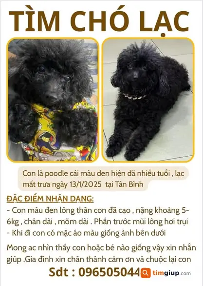 Tìm Chó Thất Lạc Poodle Đen Tại Tân Bình, TP.HCM