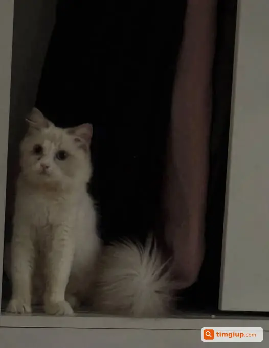 Nhặt Được Mèo Ragdoll Cái 7-8 Tháng Tuổi, Cần Tìm Chủ