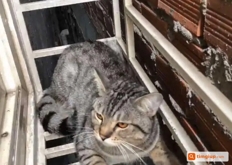 Mèo Tabby Lai Tên Miu Thất Lạc Tại Khu Vực Co.opmart Quang Trung