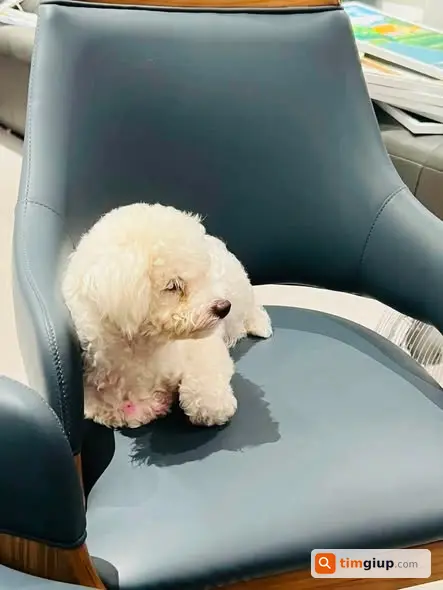 Tìm Chó Poodle Trắng Thất Lạc Tại KĐT Văn Khê, Hà Đông
