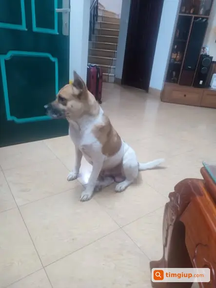 Chó Lông Trắng Vàng Bị Câu Mất Tại Đê Quai Tứ Liên