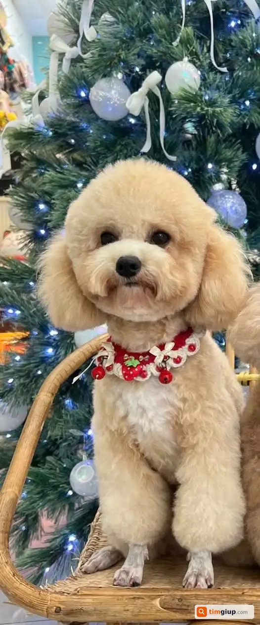 Tìm Chó Nu Lông Vàng Trắng Thất Lạc Tại Phú Mỹ Hưng, Q7