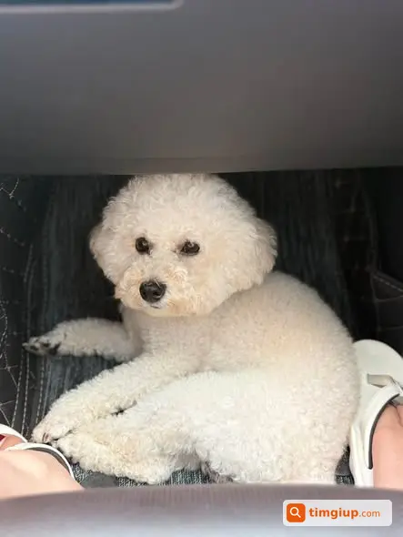 Poodle Trắng Đực Thất Lạc Khu Vực Láng Hạ, Thái Hà