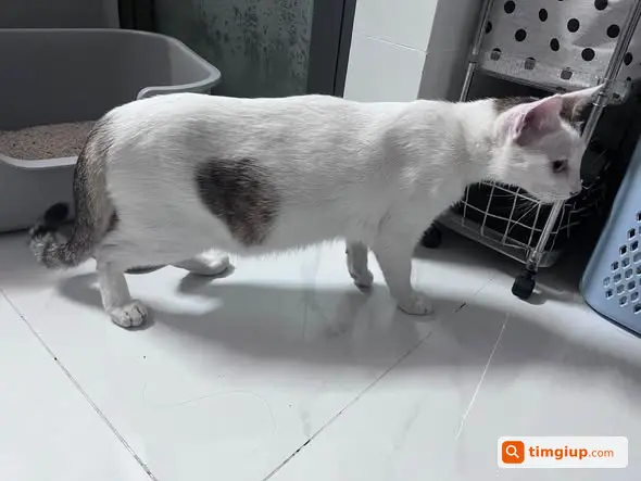 Nhặt Được Mèo Tại Công Viên 23-9 Lúc 23 Giờ, Tìm Chủ Nhận Lại