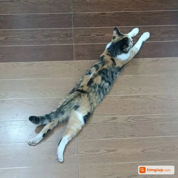 Mèo Tam Thể Muối Lạc Tại Ngô Gia Tự, Việt Hưng, Hà Nội
