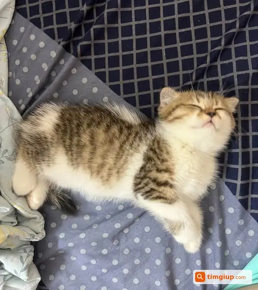 Mèo Bicolor Tabby 2 Tháng Tuổi Lạc Gần Chợ Phùng Khoang