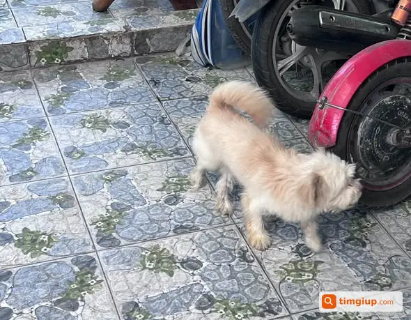 Nhặt Được Thú Cưng Bị Lạc, Tìm Chủ Liên Hệ Nhận Lại