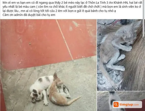 Tìm Foster Cho 2 Bé Mèo Suy Yếu Đang Điều Trị Ở An Khánh