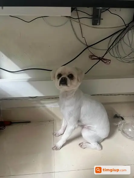 Bé Cún Thất Lạc Tại Các Mối Chợ Khu Vực Đầu HN