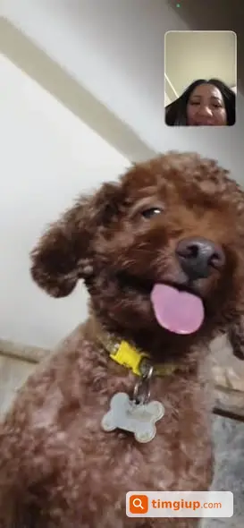 Bibi Poodle Lạc Tại Chiến Thắng, Nguyễn Trãi Ngày 18-3