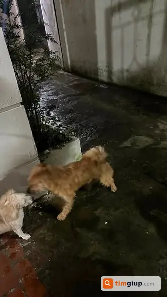 Nhặt Được Chó Đi Lạc Khu Vực Yên Khê, Yên Thường