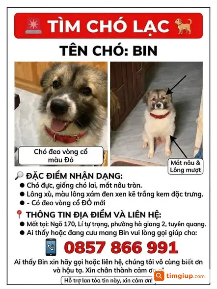 Chó Bin Lông Xám Đen Thất Lạc Tại Lý Tự Trọng, Tuyên Quang