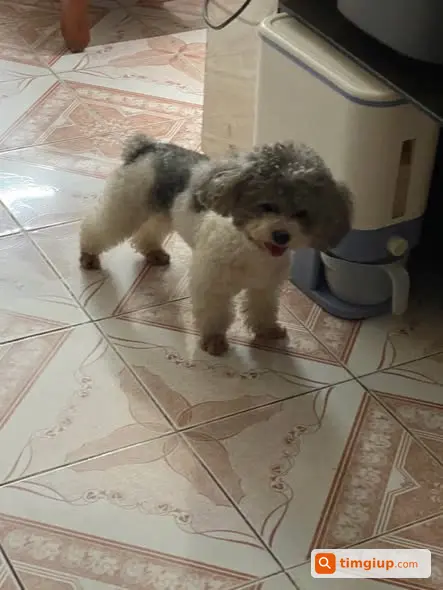 Tìm Chó Poodle Đực Thất Lạc Tại Khu Vực Hồng Hà, Phúc Xá