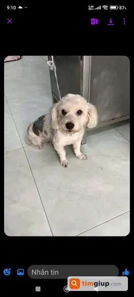 Tìm Chó Thất Lạc Đực Được Giữ Tại Phố Hàng Đường