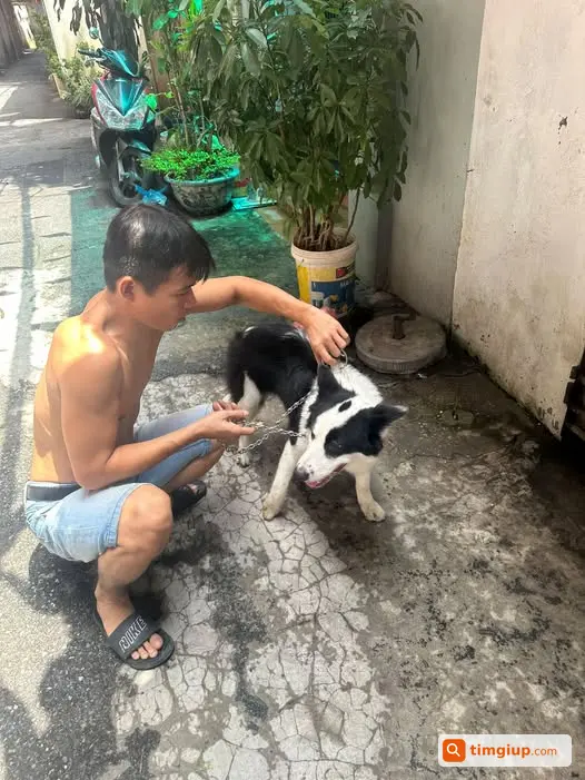 Chó Thất Lạc Tại An Dương, Tây Hồ, Hà Nội Cần Tìm Gấp