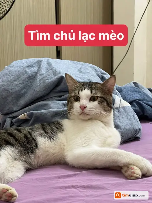 Nhặt Được Mèo Lang Thang Khu Vực Gốc Đề, Tìm Chủ Để Trả