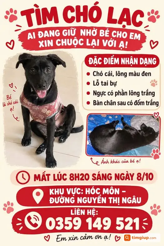 Chó Cái Màu Đen Tai To Thất Lạc Tại Đường Nguyễn Thị Ngâu, Hóc Môn