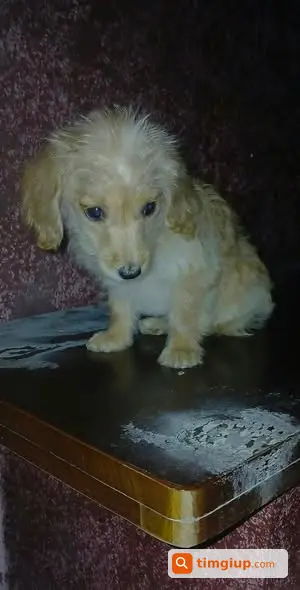 Cún Poodle Lai Vàng Kem Lạc Gần Đồn Công An Bạch Mai