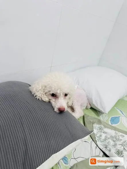 Ảnh 2