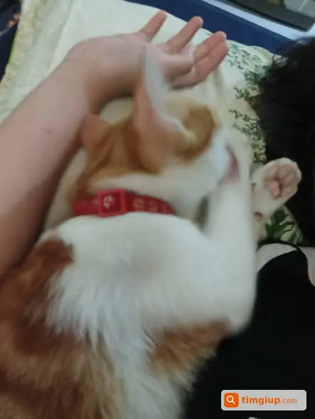 Mèo Cam Đực Quấn Người Cần Tìm Chủ Mới Tại Quận 8