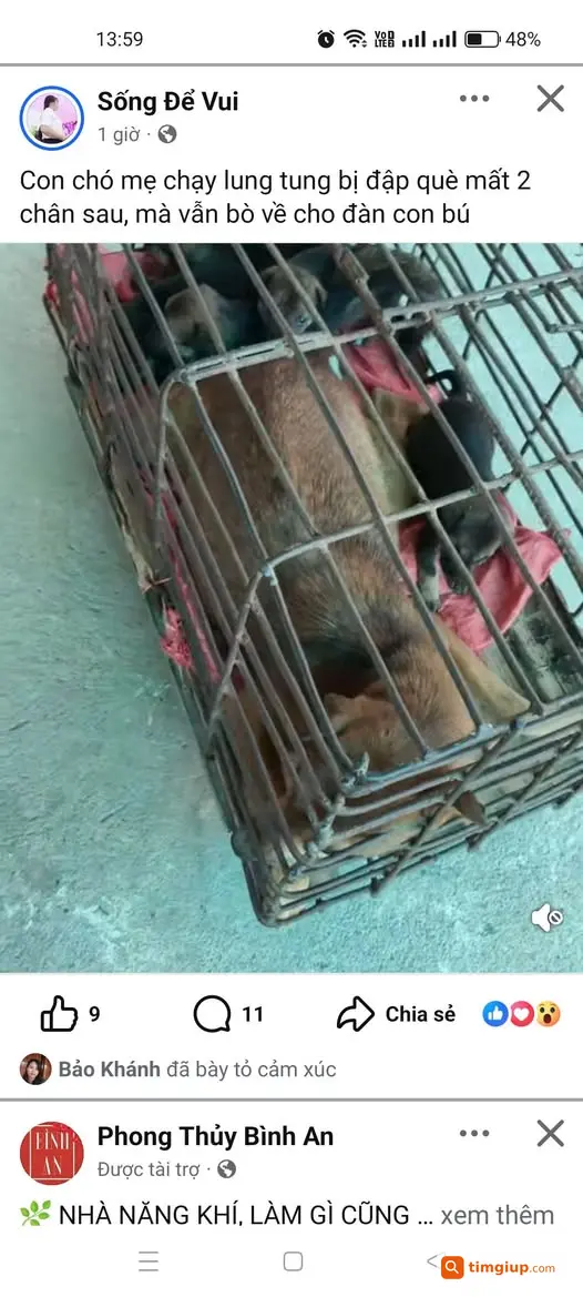 Kêu Gọi Cứu Đàn Chó Con Và Chó Mẹ Bị Què Chân Tại Anh Sơn, Nghệ An