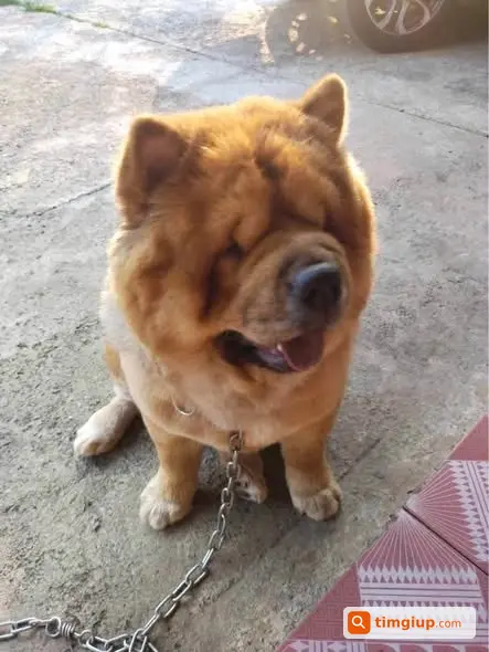 Chow Chow Bị Bắt Mất Lúc 3 Giờ Sáng Ngày 24-09