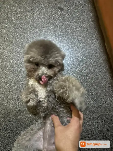Tìm Chó Poodle Xám 1,5kg Thất Lạc Tại Phố Kẻ Vẽ, Đông Ngạc