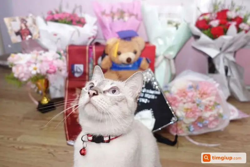 Mèo Lông Màu Như Ảnh, Đeo Chuông Đỏ Lạc Ở Bắc Lai Xá