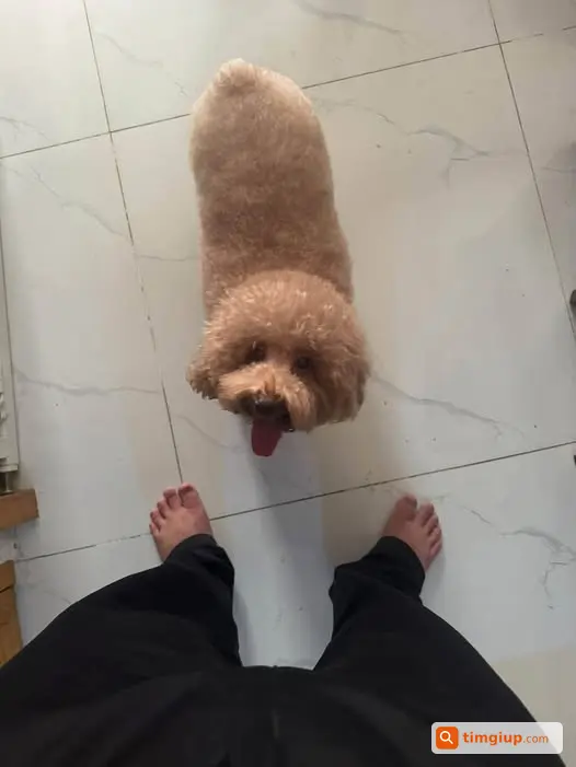 Chó Poodle Nâu Cái Đi Lạc Tại Hẻm 114-79 Tô Ngọc Vân