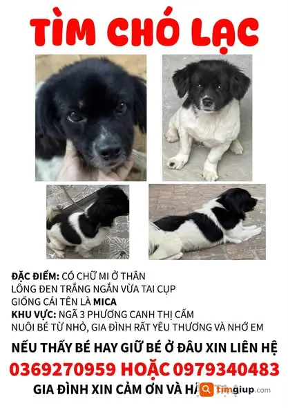 Tìm chó cái lông đen trắng dài lạc tại Phương Canh, Hà Nội