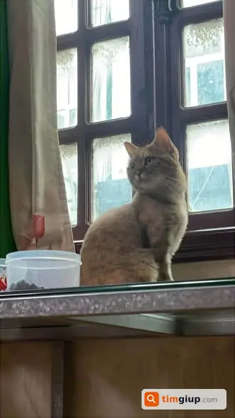 Tìm Chó Thất Lạc Tên Gạo Tại Đê La Thành, Ô Chợ Dừa, Hà Nội