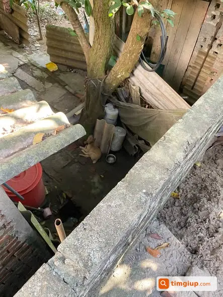 Cứu Chó Con Bị Xích Và Đánh Đập Gần Nhà, Cần Mọi Người Giúp