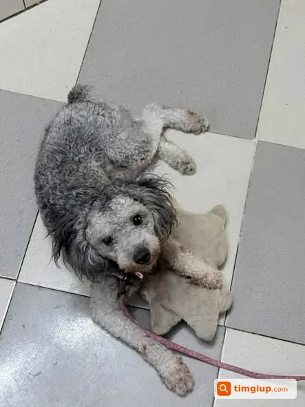 Chó Poodle Xám Tên Pate Bị Bắt Mất Tại Công Viên Bùi Minh Trực