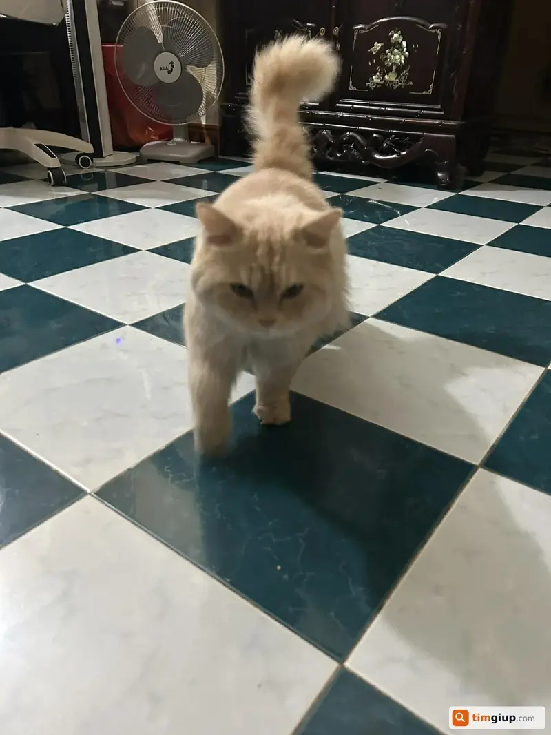 Ảnh 5