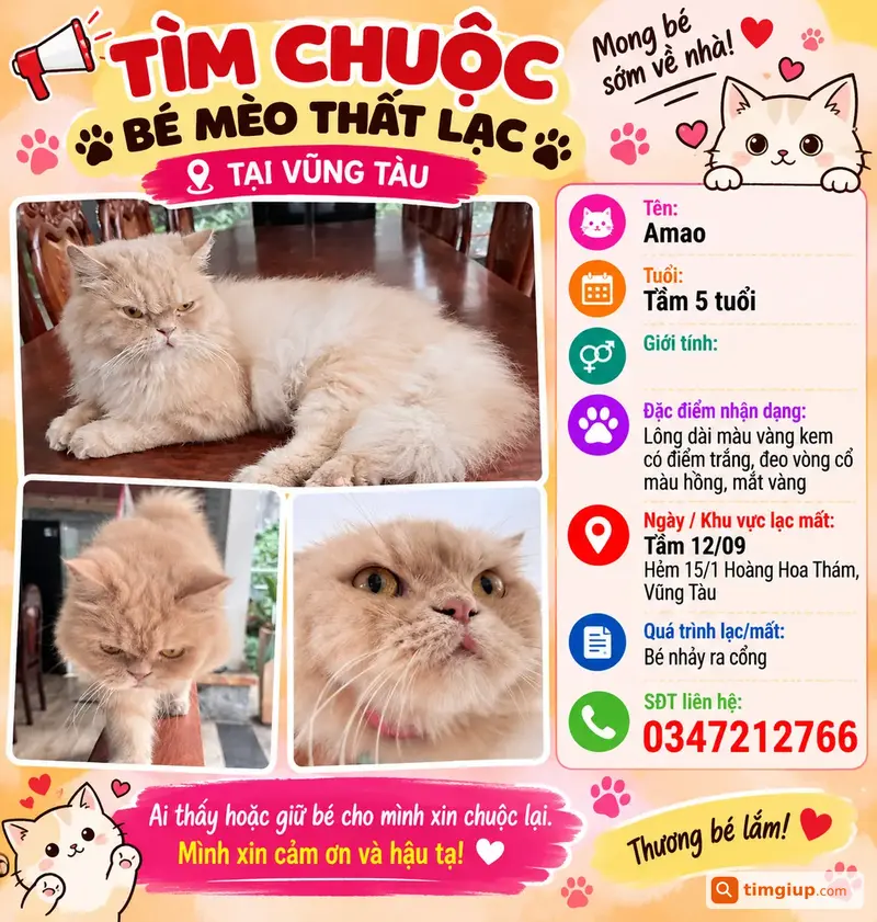 Mèo Amao Lông Dài Thất Lạc Tại Hẻm 15-1 Hoàng Hoa Thám