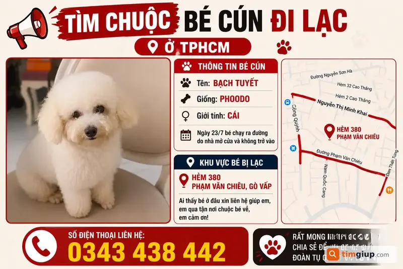 Tìm Chó Phoodo Tên Bạch Tuyết Thất Lạc Ở Phạm Văn Chiêu, TP.HCM