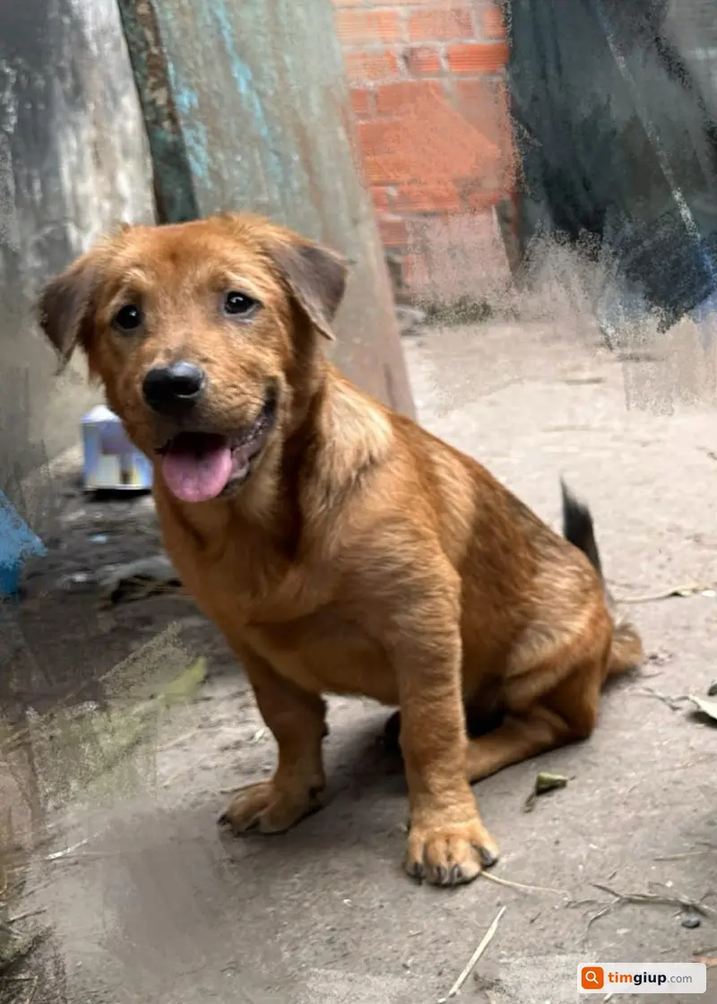 Tìm chó Lùn tai cụp lạc tại Củ Chi
