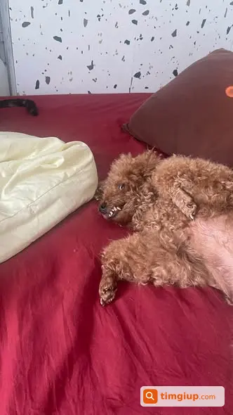 Poodle Cái Già Bị Bắt Mất Tại Chung Cư Ngô Gia Tự Quận 10
