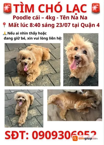Tìm Chó Nana Thất Lạc Tại Bến Vân Đồn, Quận 4, TP.HCM