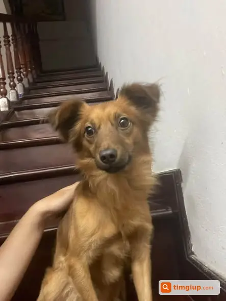 Cún Thất Lạc Khu Vực Gốc Đề, Minh Khai, Mai Động, Hà Nội