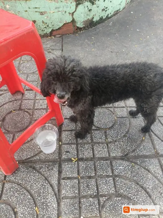 Bé Poodle Đen Thất Lạc Tại Đường Lê Trọng Tấn, Tân Phú