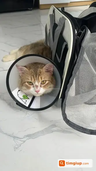 Mèo Nhà Bị Lạc Tại Thượng Thanh, Long Biên, Hà Nội